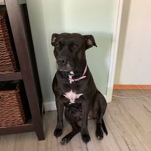 Meet your Posher, Bonnie